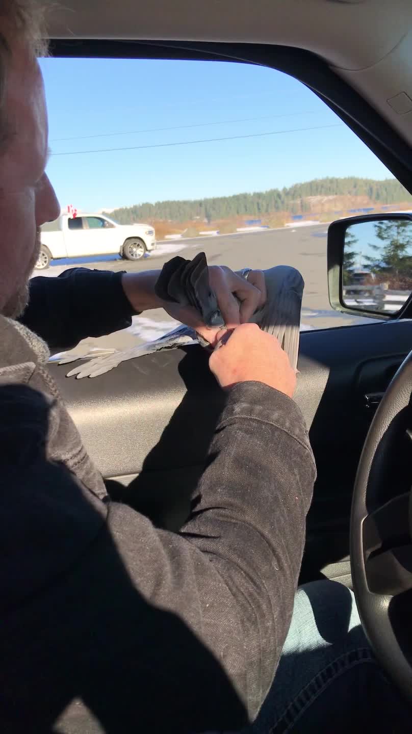 Good Samaritan Helps Out a Pigeon in Peril
