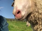 Woman Gets a 'Kick' Out of Ignoring a Pet Sheep