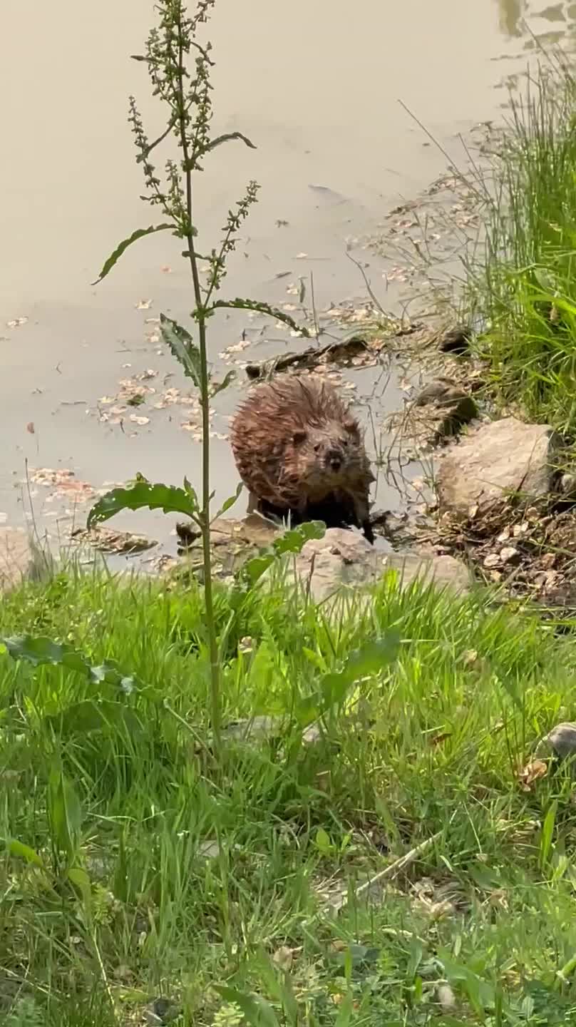 Muskrat In The Water Looks Like a Beaver