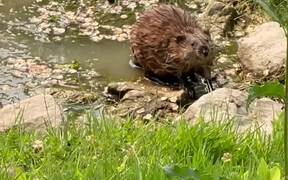 Muskrat In The Water Looks Like a Beaver