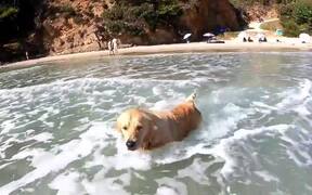 Dog Enjoys His Day on Beach