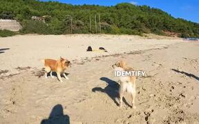 Dog Enjoys His Day on Beach