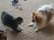 Owner Watches Dog Play Fighting With Kitten
