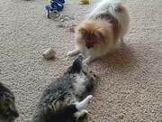Owner Watches Dog Play Fighting With Kitten
