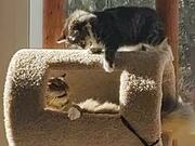 Kittens Sitting on Cat Tree Gets Into Fight