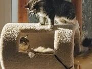 Kittens Sitting on Cat Tree Gets Into Fight