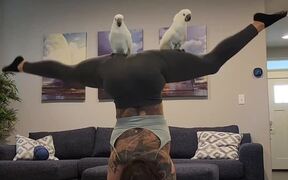 Cockatoos Sit Upright on Their Owner's Thighs