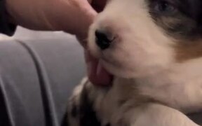 Owner Trains Puppy How to Howl