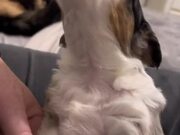 Owner Trains Puppy How to Howl