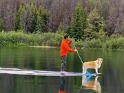 Man Paddle Boards With His Dog in Lake