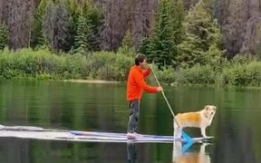 Man Paddle Boards With His Dog in Lake - Animals - Videotime.com