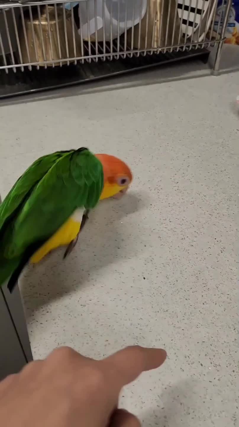 Parrot Does Trick to Get Treats