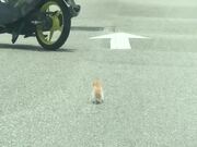 Delivery Man Stopping Bike to Save Kitten on Road