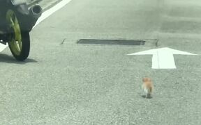 Delivery Man Stopping Bike to Save Kitten on Road