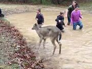 Family Plays in Puddle With Pet Deer