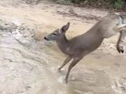 Family Plays in Puddle With Pet Deer
