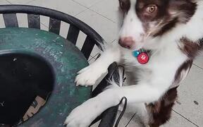 Dog Drops Trash into Trash Can