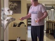 Llamas Are Offered Carrots At Man's House