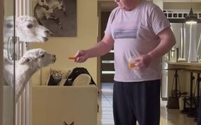 Llamas Are Offered Carrots At Man's House
