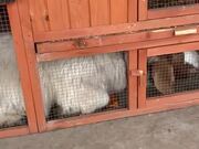 Goat Sneaks into Guinea Pig Enclosure and Eats