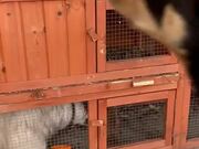 Goat Sneaks into Guinea Pig Enclosure and Eats
