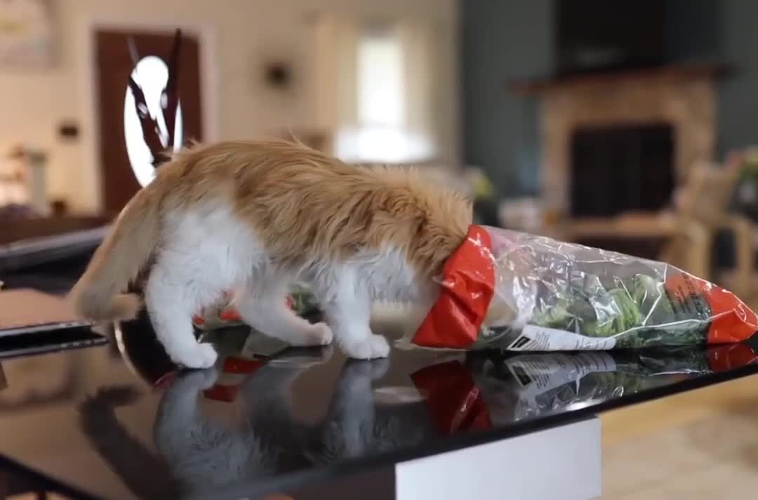 Cat Takes Out Broccoli From Bag