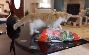 Cat Takes Out Broccoli From Bag