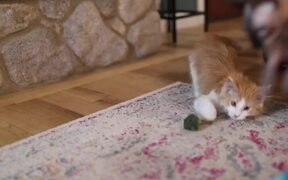 Cat Takes Out Broccoli From Bag - Animals - Videotime.com