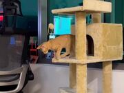 Cat Playing in His Play House Falls Hilariously