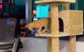 Cat Playing in His Play House Falls Hilariously