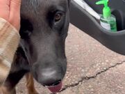 Woman Finds Lost Dog and Reunites Him With Family