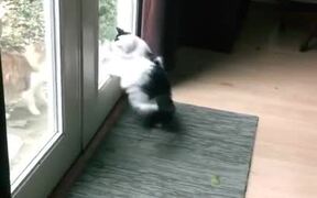 Cat Tries to Fight Off Stray Cat on a Side of Door