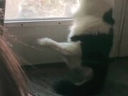 Cat Tries to Fight Off Stray Cat on a Side of Door