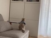 Cat Crashes Into Cabinet While Jumping onto Shelf