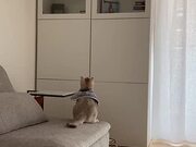 Cat Crashes Into Cabinet While Jumping onto Shelf