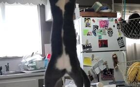 Cat Steals Packet of Treats from Cupboard