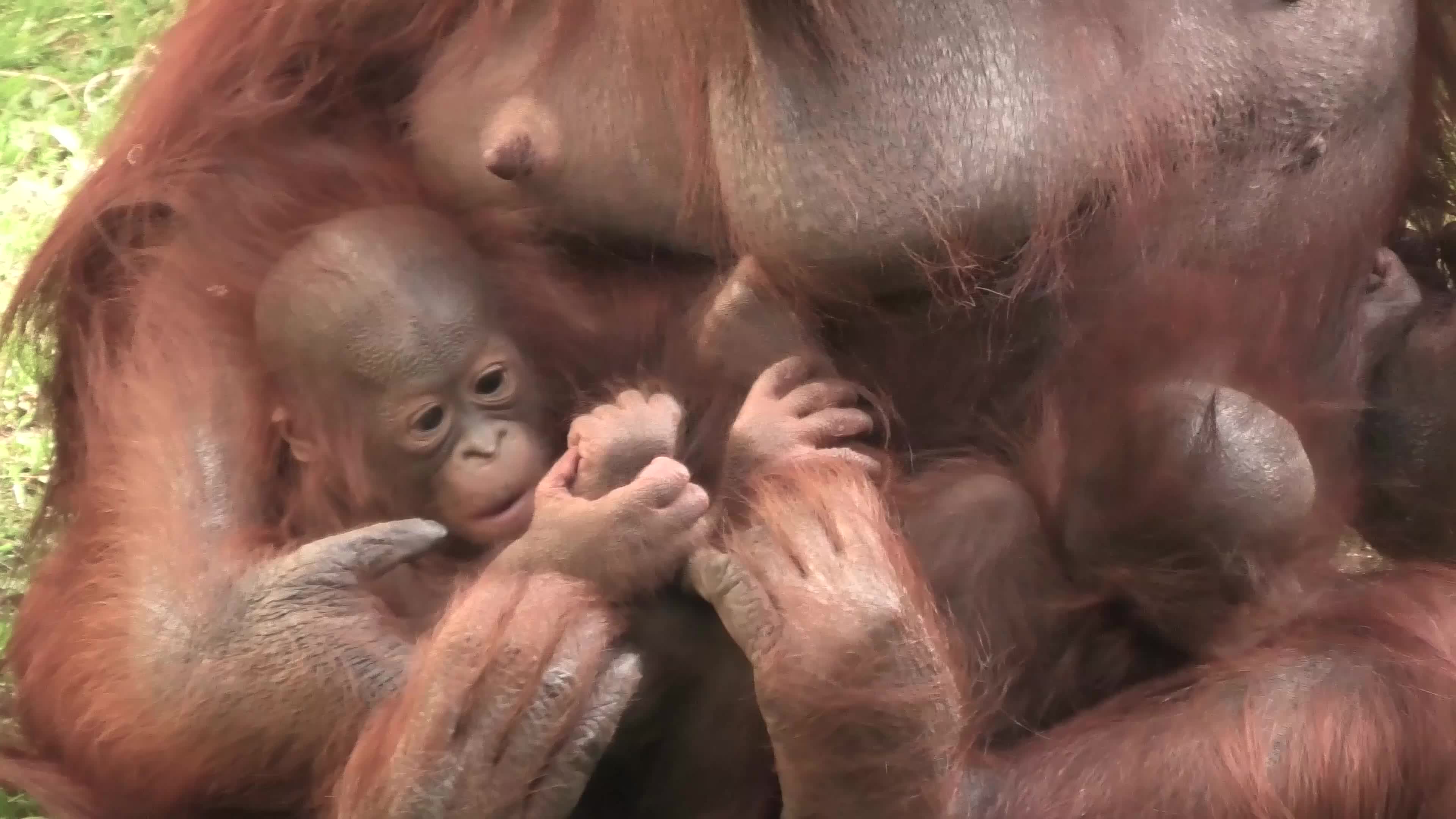 Orangutan Spends Time With Her Babies