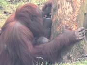 Orangutan Spends Time With Her Babies