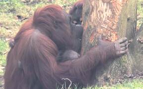 Orangutan Spends Time With Her Babies - Animals - Videotime.com
