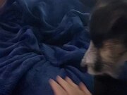 Dog Wants Owner to Keep Rubbing His Chest