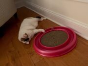 Cat Plays With Ball While Lying Down