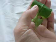 Person Watches Leaf Insect Crawl on Their Hand