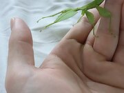 Person Watches Leaf Insect Crawl on Their Hand