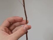 Person Holds Large Female Stick Insect