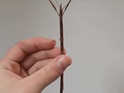 Person Holds Large Female Stick Insect