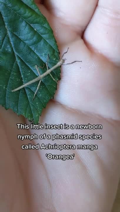 Person Shows Off Unique Specie of Stick Insects