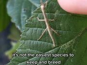 Person Shows Off Unique Specie of Stick Insects