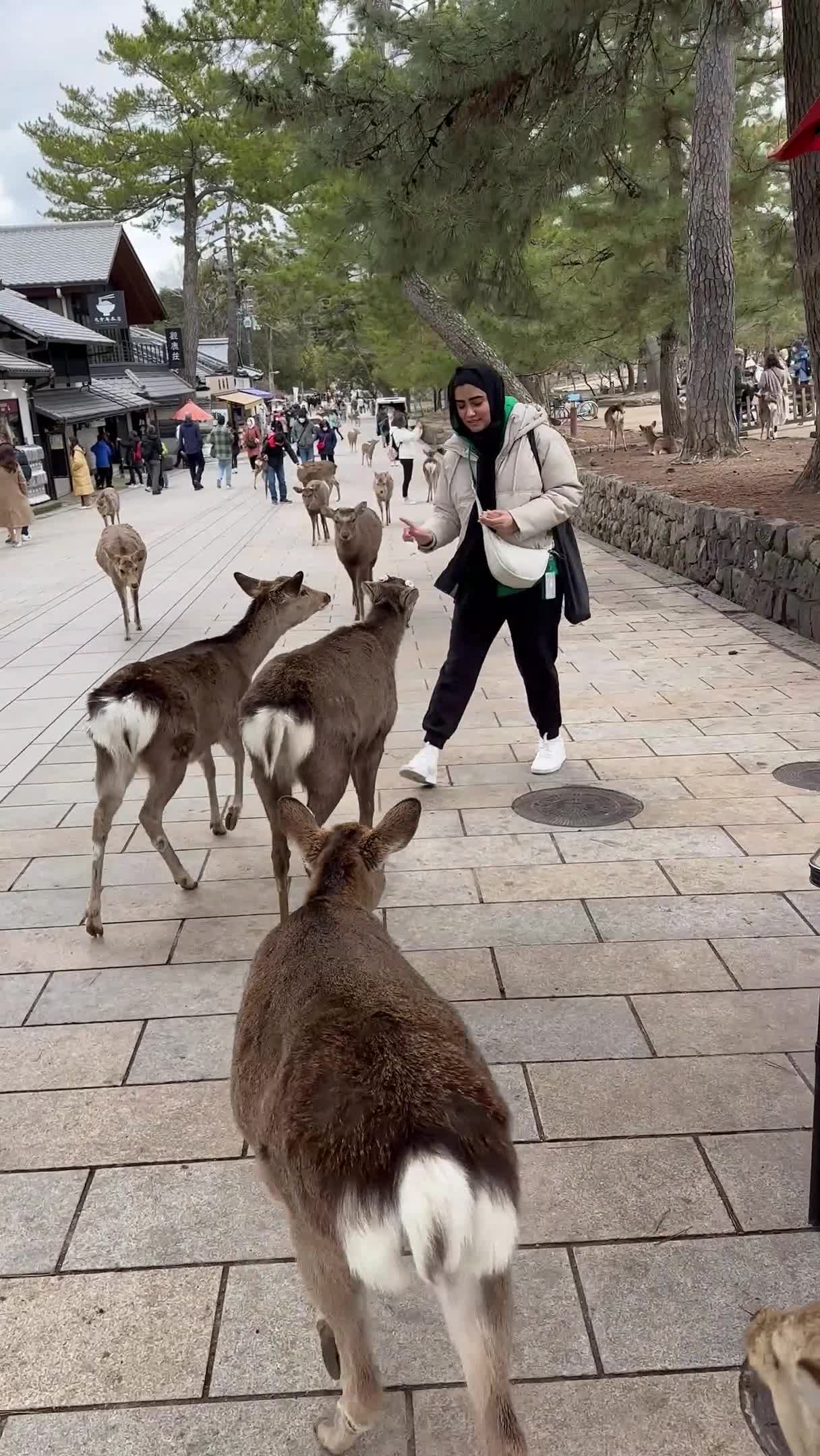Group of Deer Chase Woman For Food