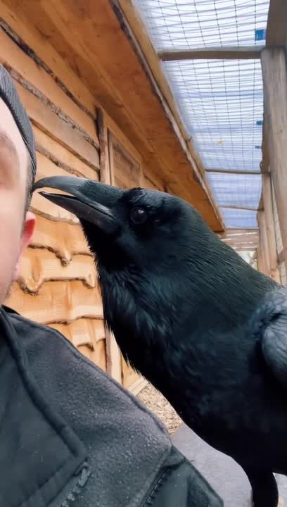 Raven Hilariously Interacts With Handler
