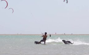 Dog Runs Behind Owner While He Does Kitesurfing